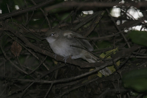 Terrestrial Brownbul
