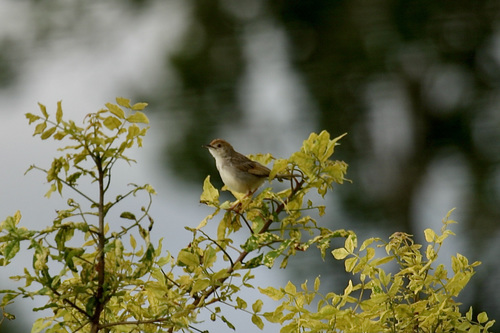 Rattling Cisticola
