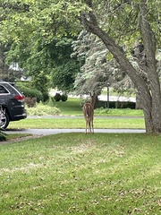Odocoileus virginianus