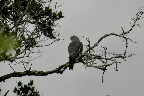 Lizard Buzzard