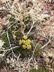Lomatium grayi