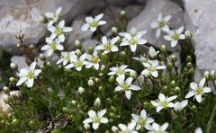 Moehringia ciliata