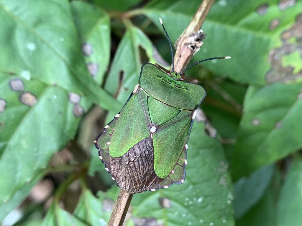 Dalcantha dilatata