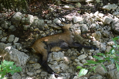 Rupicapra rupicapra carpatica