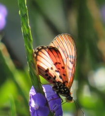 Acraea petraea