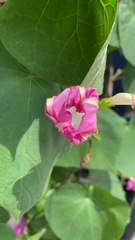 Ipomoea orizabensis