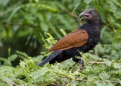 Centropus sinensis parroti