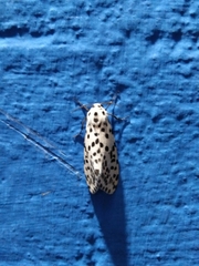 Juxtarctia multiguttata