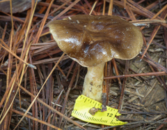 Hygrophorus hypothejus