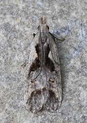 Dichomeris bilobella