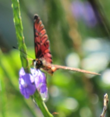 Acraea petraea