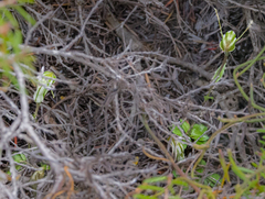 Pterostylis dilatata