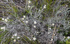 Argentipallium tephrodes