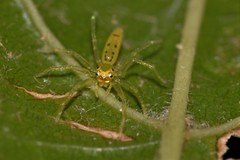 Astilodes mariae