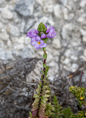 Euphrasia collina tetragona