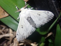 Penicillifera apicalis