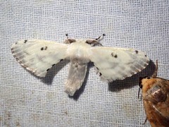 Penicillifera apicalis