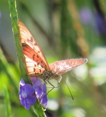 Acraea petraea