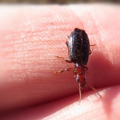 Demetrida longicollis