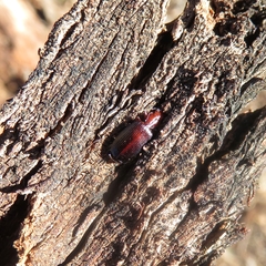 Demetrida longicollis