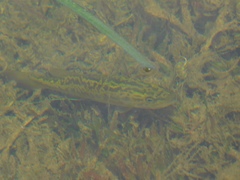 Micropterus floridanus