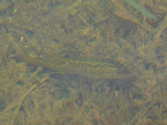 Micropterus floridanus