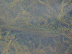 Micropterus floridanus