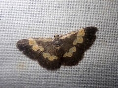 Peratophyga flavomaculata