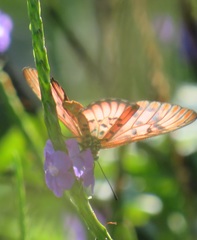 Acraea petraea