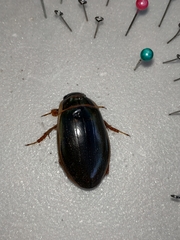 Dytiscus marginalis