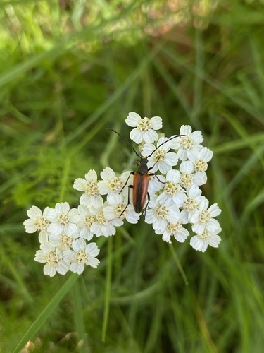 Black-striped Longhorn Beetle photo 4