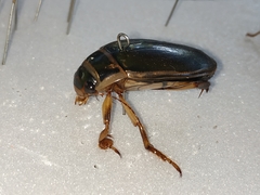 Dytiscus marginalis