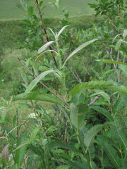 Salix pseudomedemii