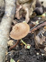Inocybe subfulva