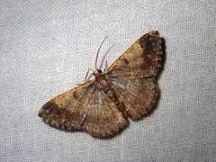 Peratophyga venetia