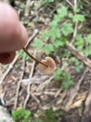 Inocybe subfulva