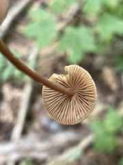 Inocybe subfulva