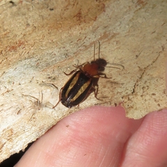 Philophlaeus australis