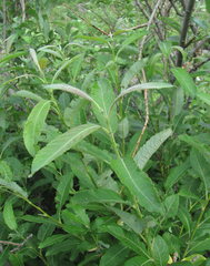 Salix pseudomedemii