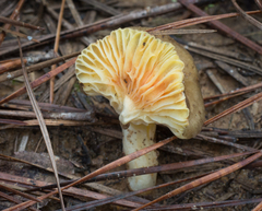 Hygrophorus hypothejus