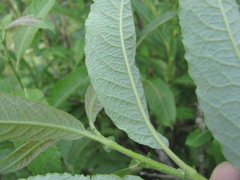 Salix pseudomedemii