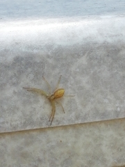 Philodromus