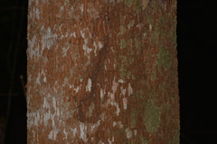 Dysoxylum mollissimum