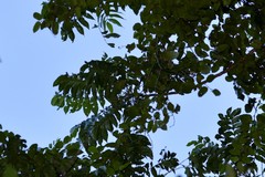 Dysoxylum mollissimum