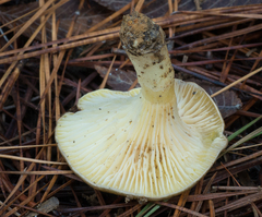 Hygrophorus hypothejus
