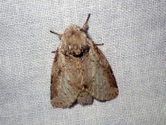 Parasinga cinerascens