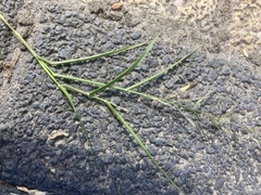 Eragrostis multicaulis