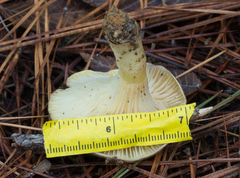 Hygrophorus hypothejus