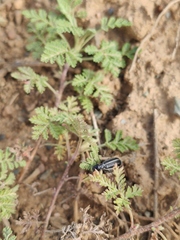 Epicauta megalocephala