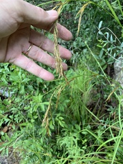 Carex lancea